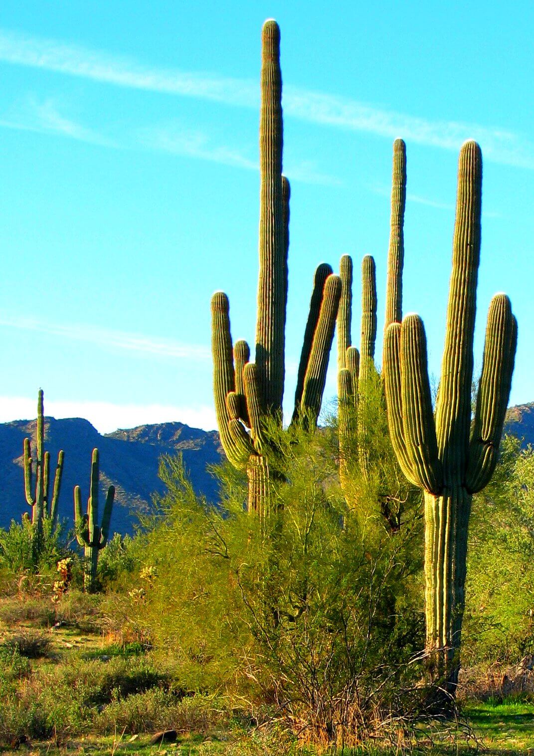 A group of Saguaro cacti with mountains in the background.