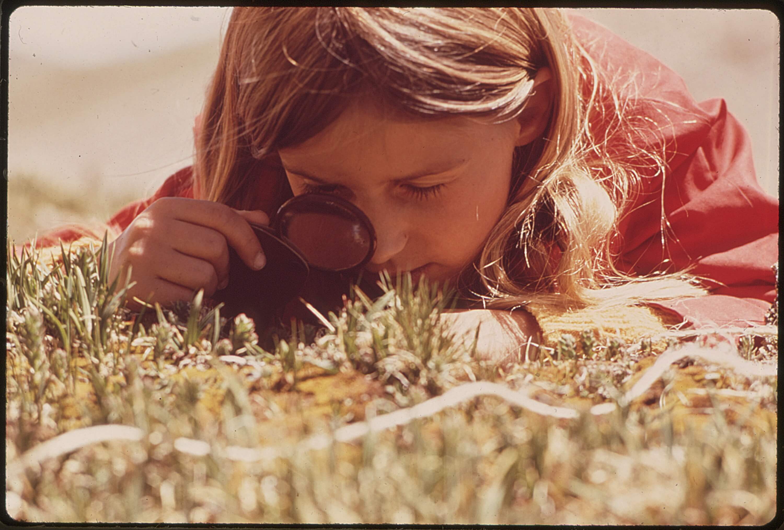 A young girl using a magnifying glass to look for insects in a grassy field