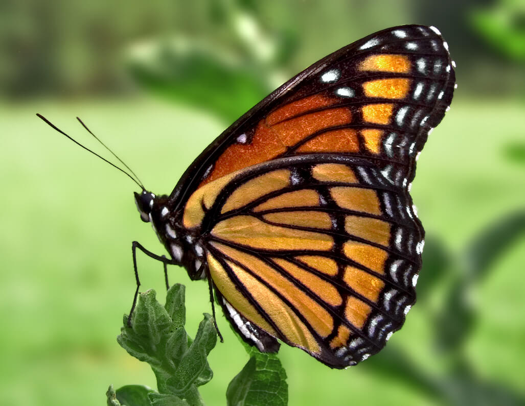 A Viceroy Butterfly perched on a leaf