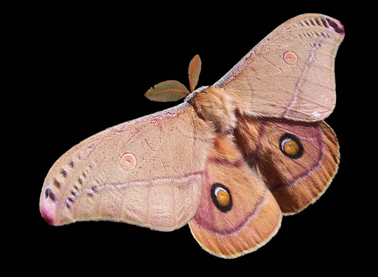 An Emperor Gum Moth, a large, brown, hairy insect, seen in flights.