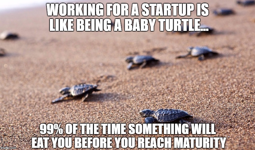 Working for startups is like being a baby sea turtle: 99% of the time something will eat you before you reach maturity.