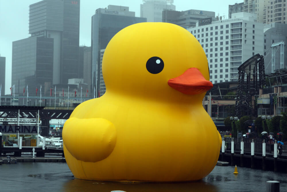 Rubber duck duck online